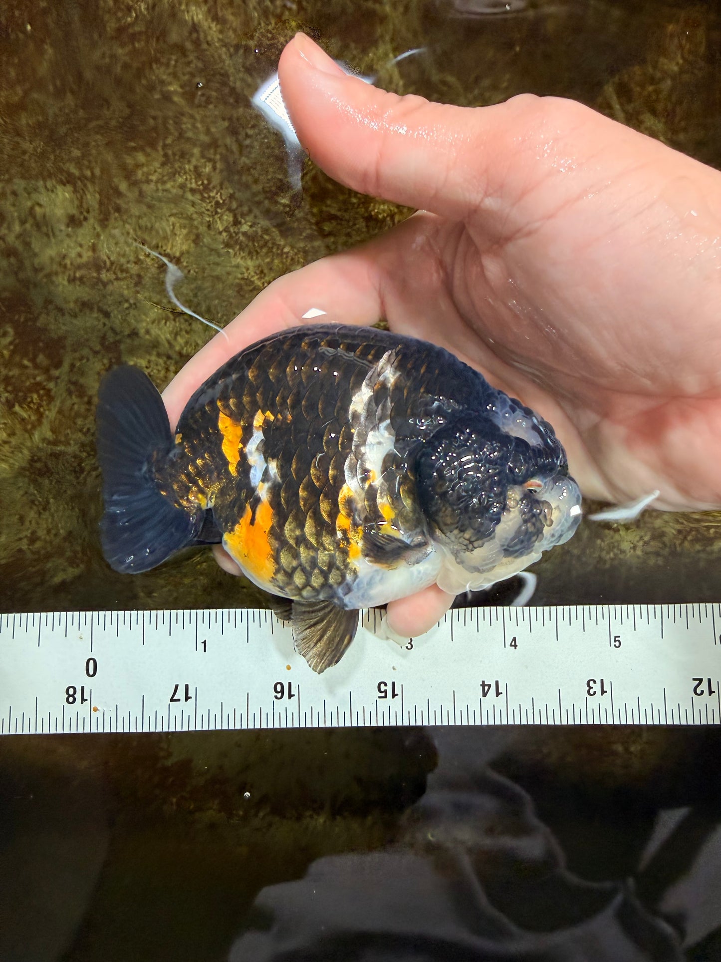 SPECIAL PANDA A Grade Ink Chinese Ranchu Male 4.5 inches #120525RC_05