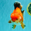 AAA Grade Apache Oranda Male 6.5 inches #071026OR_06