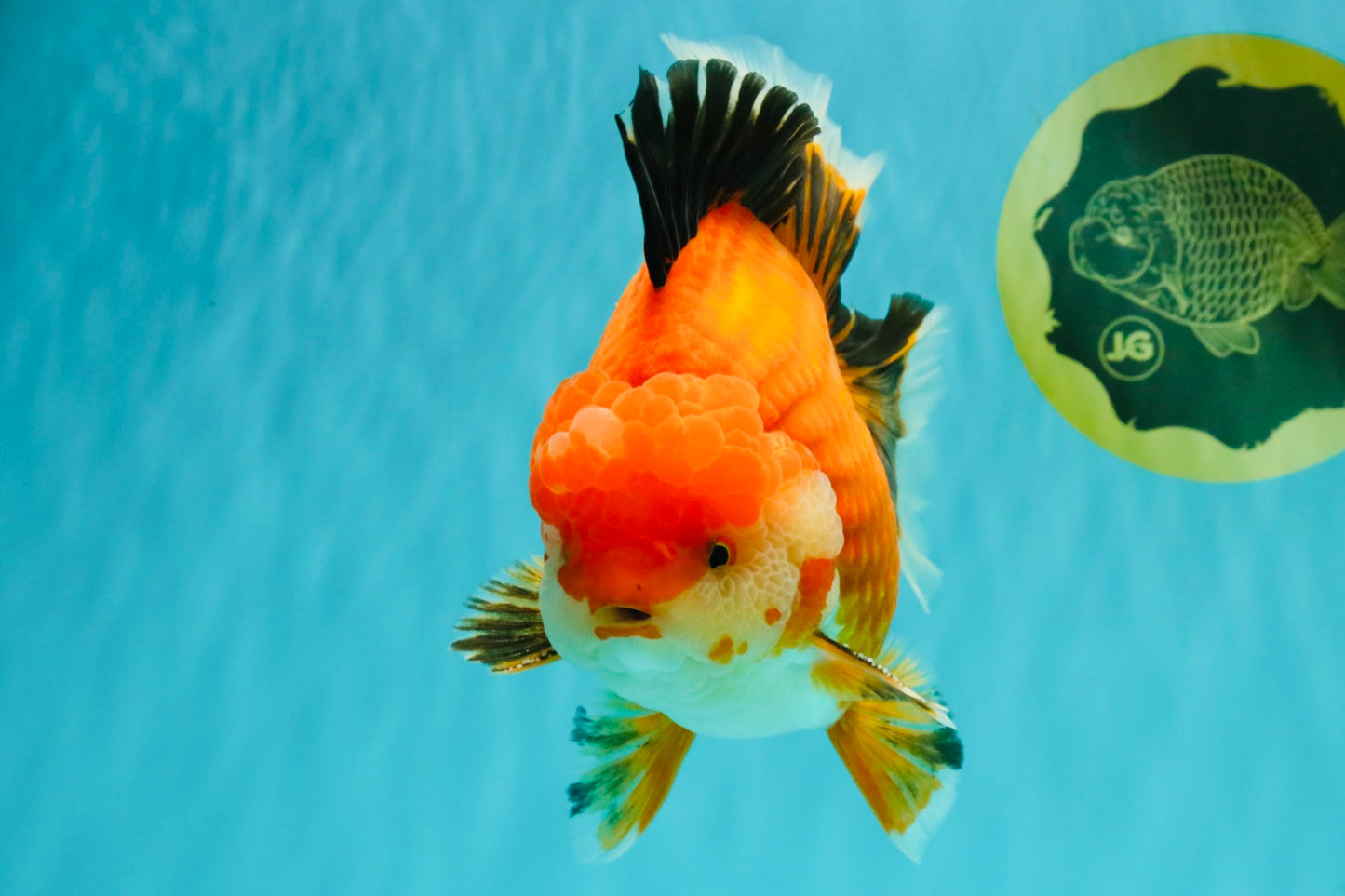 AAA Grade Apache Oranda Male 6.5 inches #071026OR_06