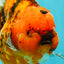 CHONKY AAA Grade Sakura Oranda Female 8.5 inches #071726OR_03