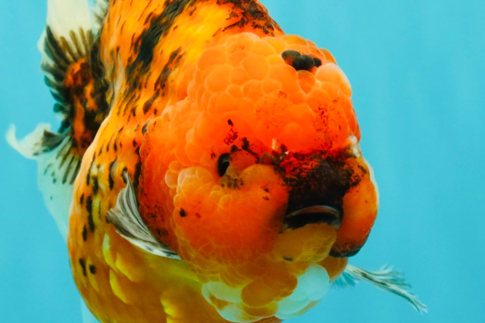 CHONKY AAA Grade Sakura Oranda Female 8.5 inches #071726OR_03