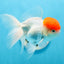 AAA Grade Tomato Head Oranda Male 4.5 inches #0901OR_13