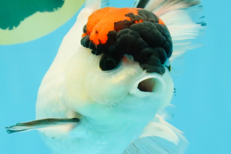 A Grade Tricolor Oranda Male 5.5 inches #030626OR_21