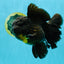 BULLDOG A Grade Godzilla Black Oranda 6.5 inches #022726OR_13