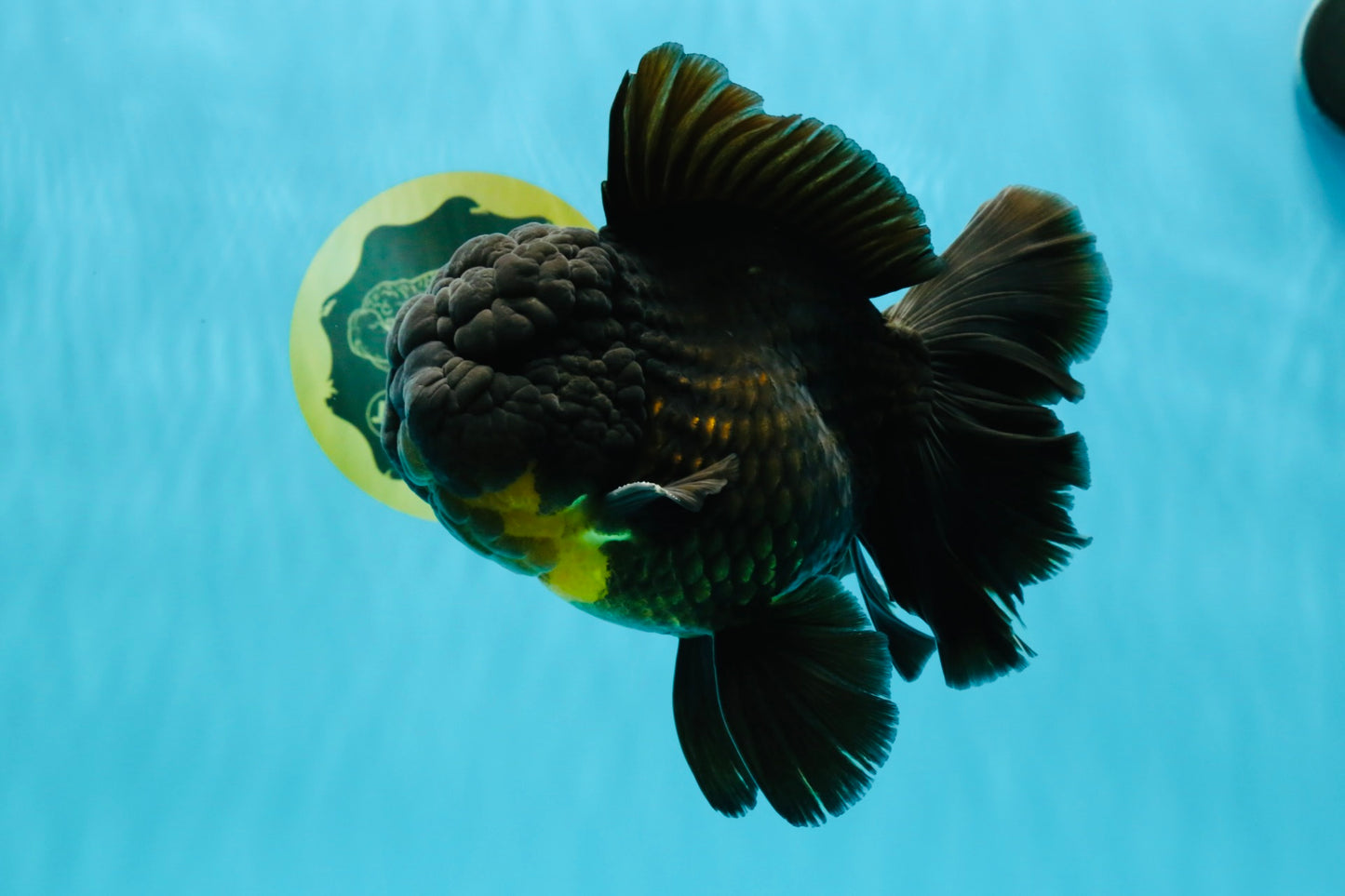 BULLDOG A Grade Godzilla Black Oranda 6.5 inches #022726OR_13