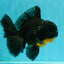 AAA Grade Kirin Oranda Male 6.5 inches #070626OR_14