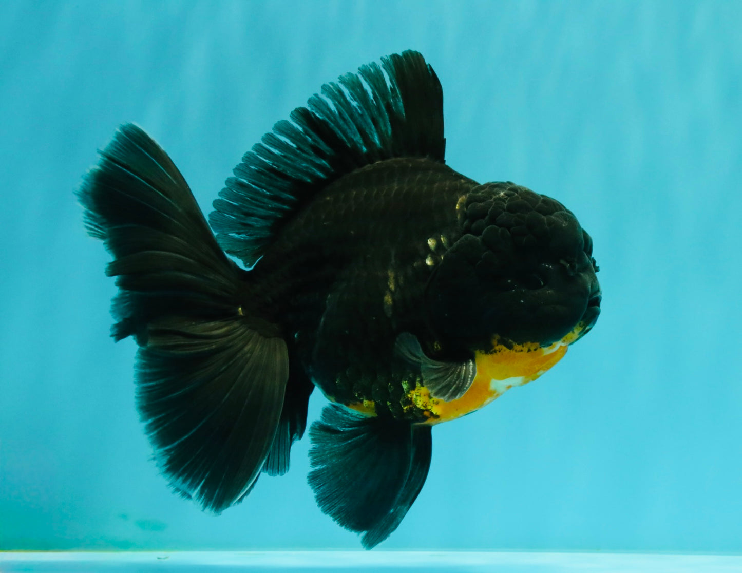 AAA Grade Kirin Oranda Male 6.5 inches #070626OR_14