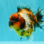 AAA Grade Calico Tiger Yuanbao Male 4.5 inches #100226YB_07