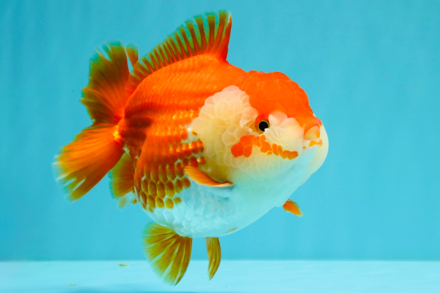 CHONKY AAA Grade Red White Yuanbao Female 6-6.5 inches #032026YB_25