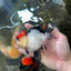 CHARLIE CHAPLIN A Grade Tricolor Oranda Male 5 inches #082225OR_15