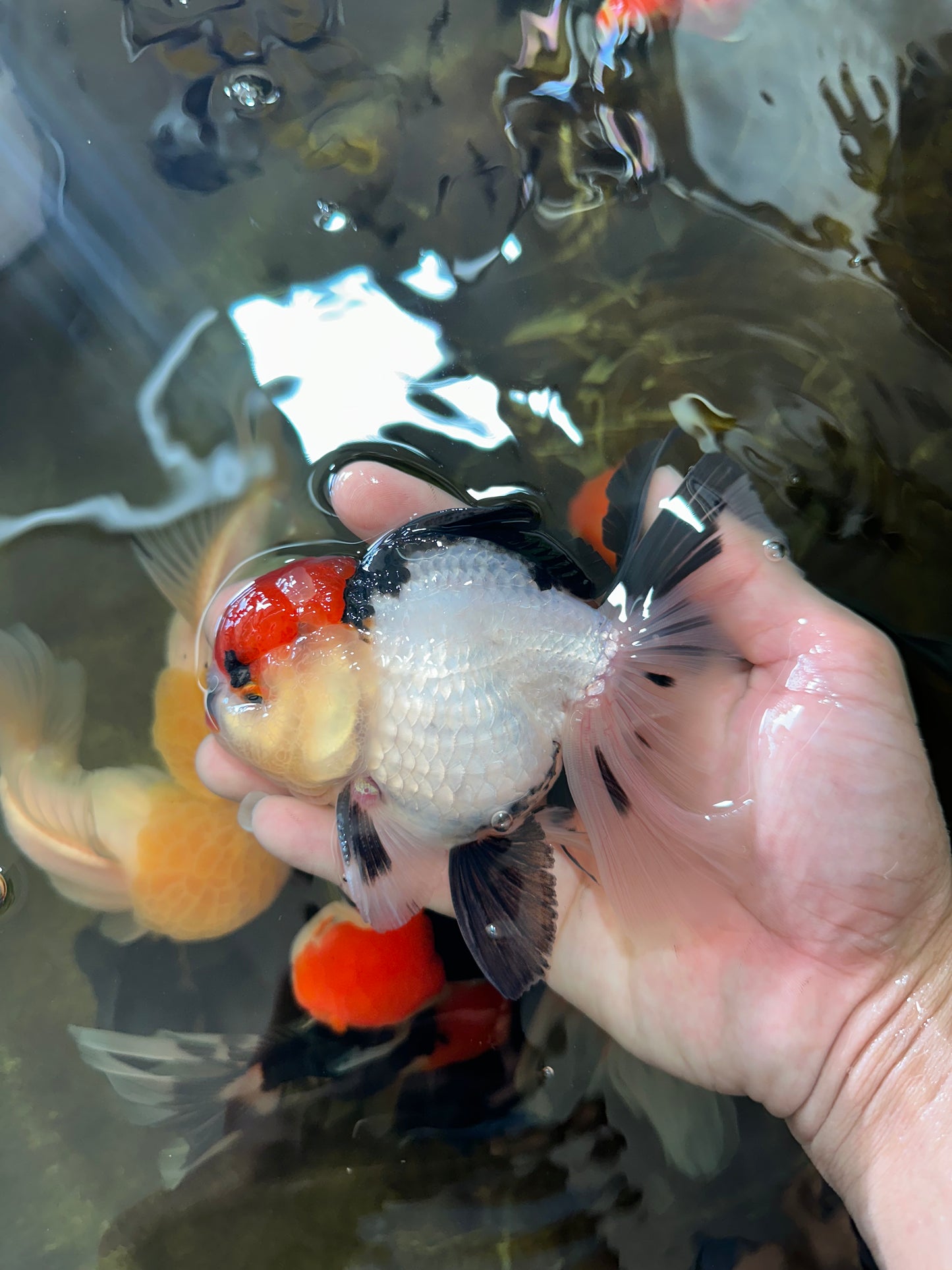 CHARLIE CHAPLIN A Grade Tricolor Oranda Male 5 inches #082225OR_15