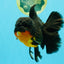 CHUNKY AAA Grade Godzilla Apache Oranda Male 6.5 inches #031326OR_02