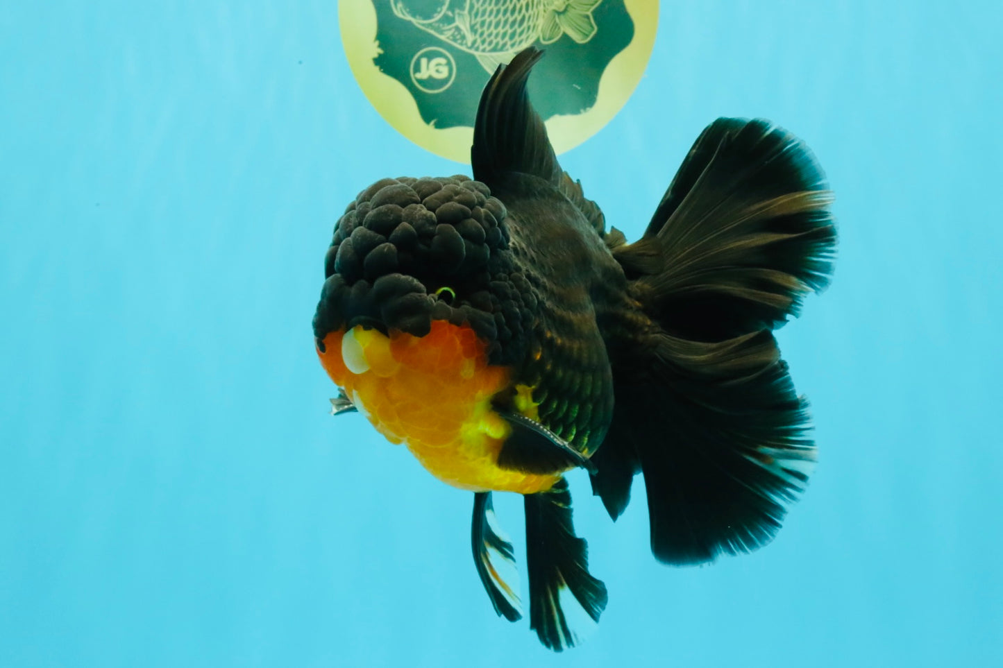 CHUNKY AAA Grade Godzilla Apache Oranda Male 6.5 inches #031326OR_02