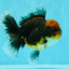 AAA Grade Dark Tiger Red Head Oranda Male 5-5.5 inches #050126OR_10
