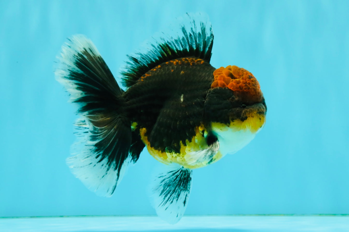 AAA Grade Dark Tiger Red Head Oranda Male 5-5.5 inches #050126OR_10