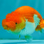 Red White Lionchu Female 4.5 inches #081426LC_14