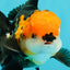 A Grade Tricolor Black Nose Oranda Male 5 inches #111524OR_22