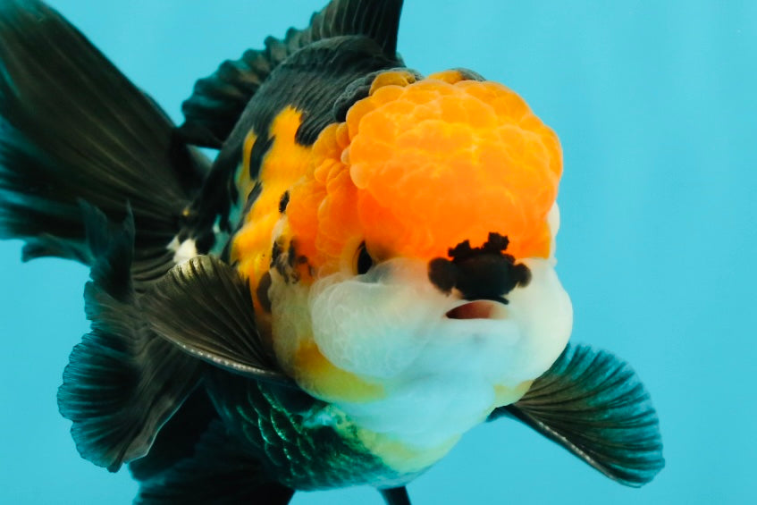 A Grade Tricolor Black Nose Oranda Male 5 inches #111524OR_22