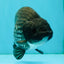CHUBBY A Grade Blue Ranchu Female 5 inches #080726RC_29