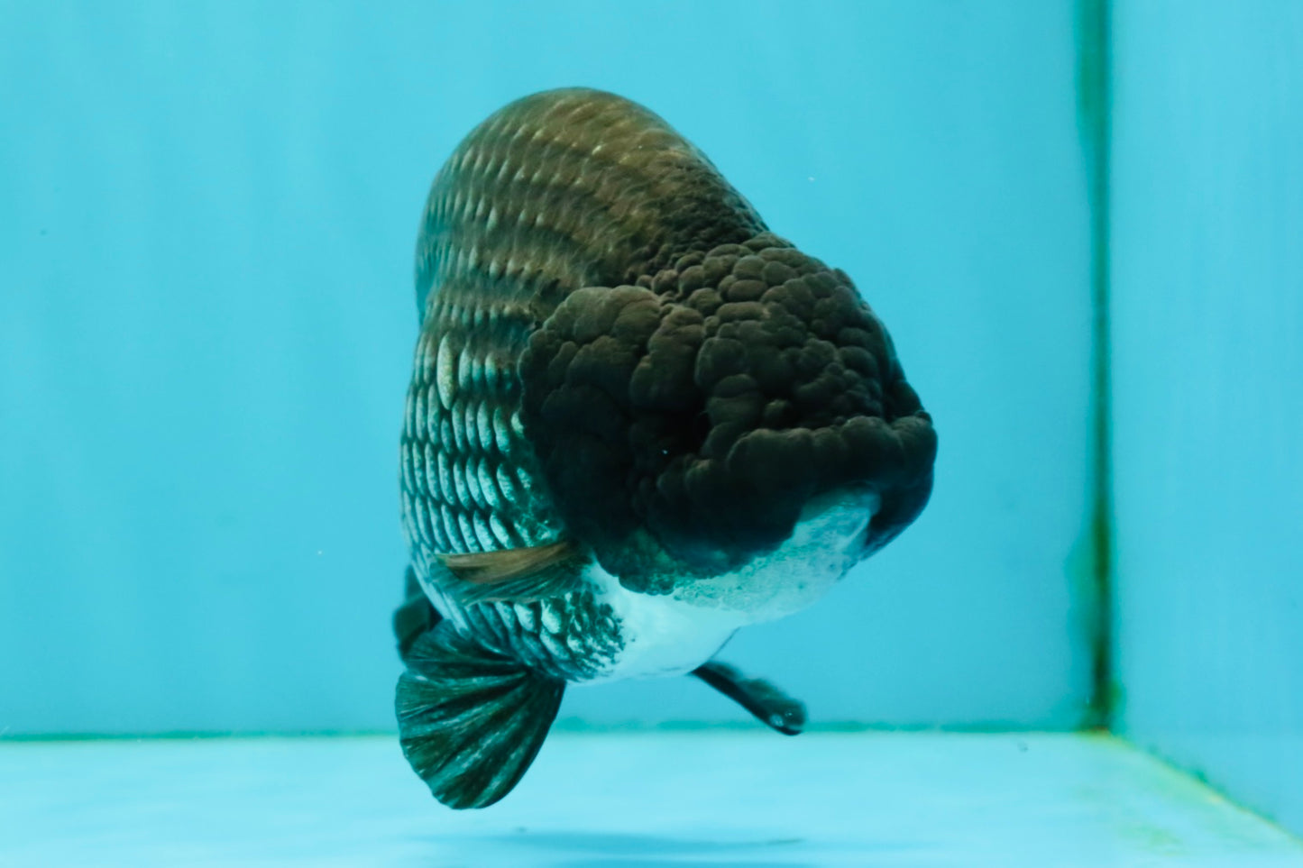 CHUBBY A Grade Blue Ranchu Female 5 inches #080726RC_29