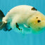 Cow Chinese Ranchu Female 5.5 inches #032026RC_29
