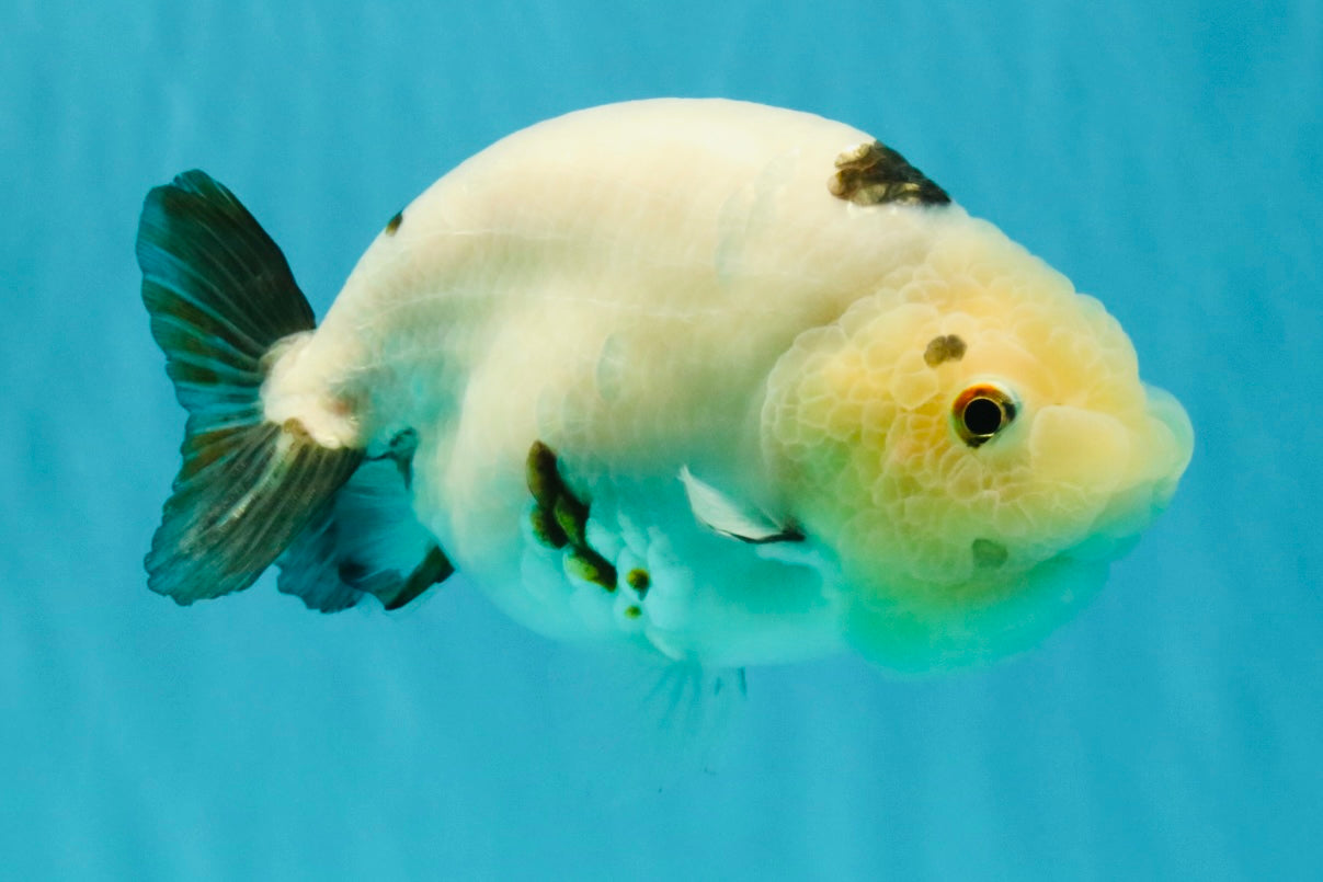 Cow Chinese Ranchu Female 5.5 inches #032026RC_29