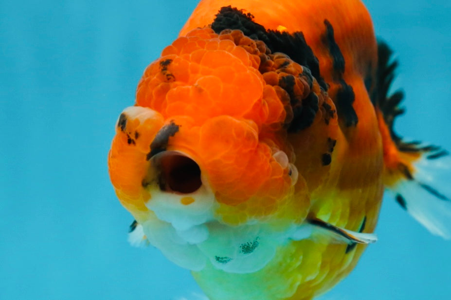 AAA Grade Cow Tiger LionKing 5 inches #050925LC_01