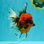 Tiger Oranda Female 7 inches #100926OR_12