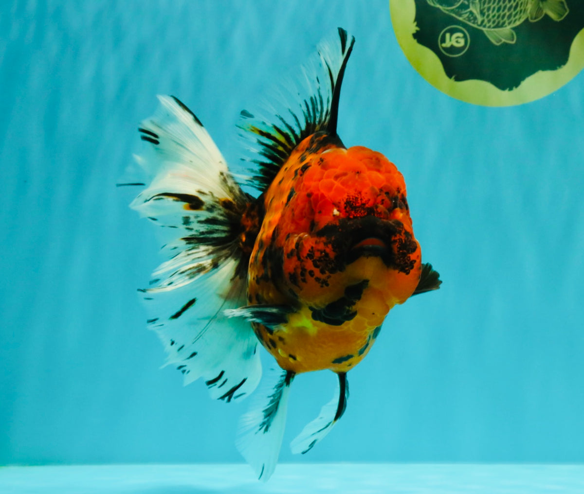 Tiger Oranda Female 7 inches #100926OR_12