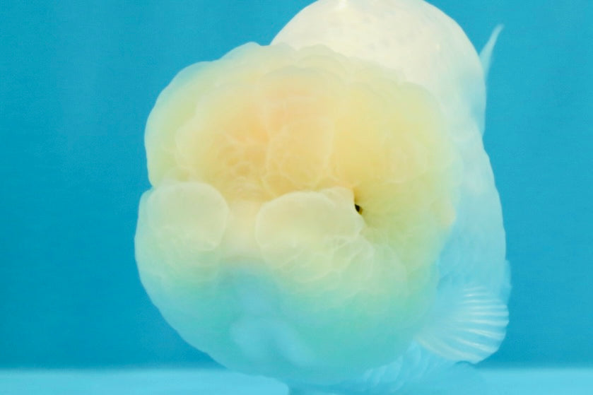 A Grade Dragon Head White LionQueen 4.5 inches #022726LC_24