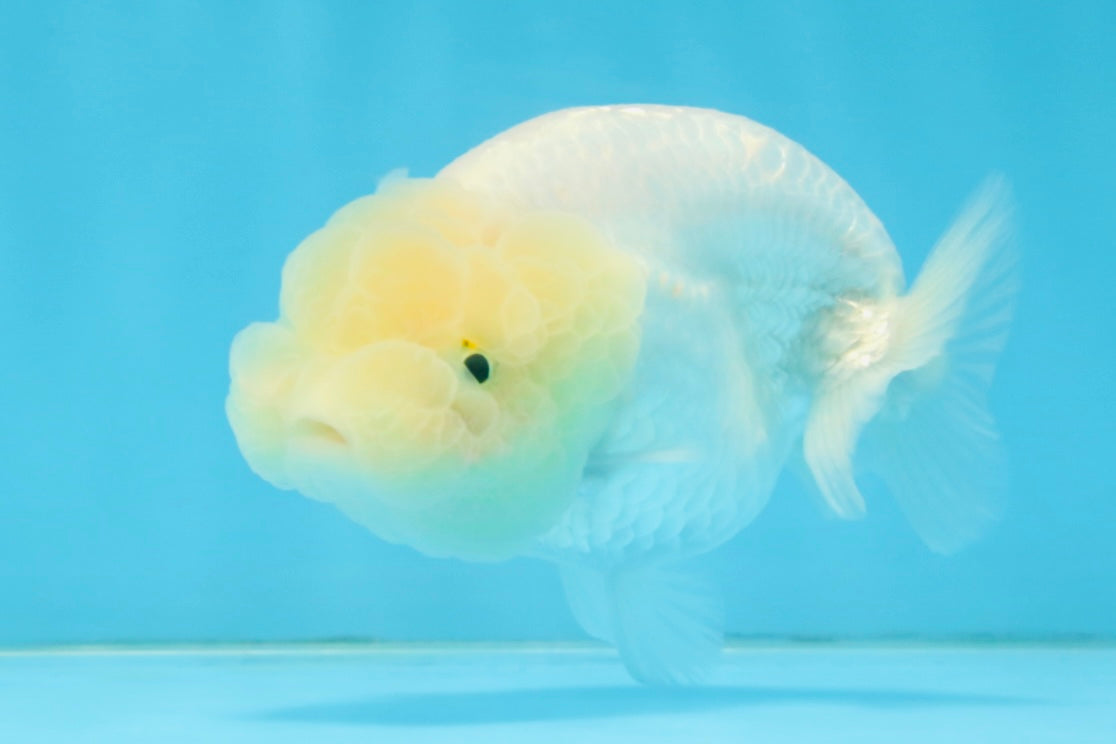 A Grade White LionQueen 3.5-4 inches #112125LC_07