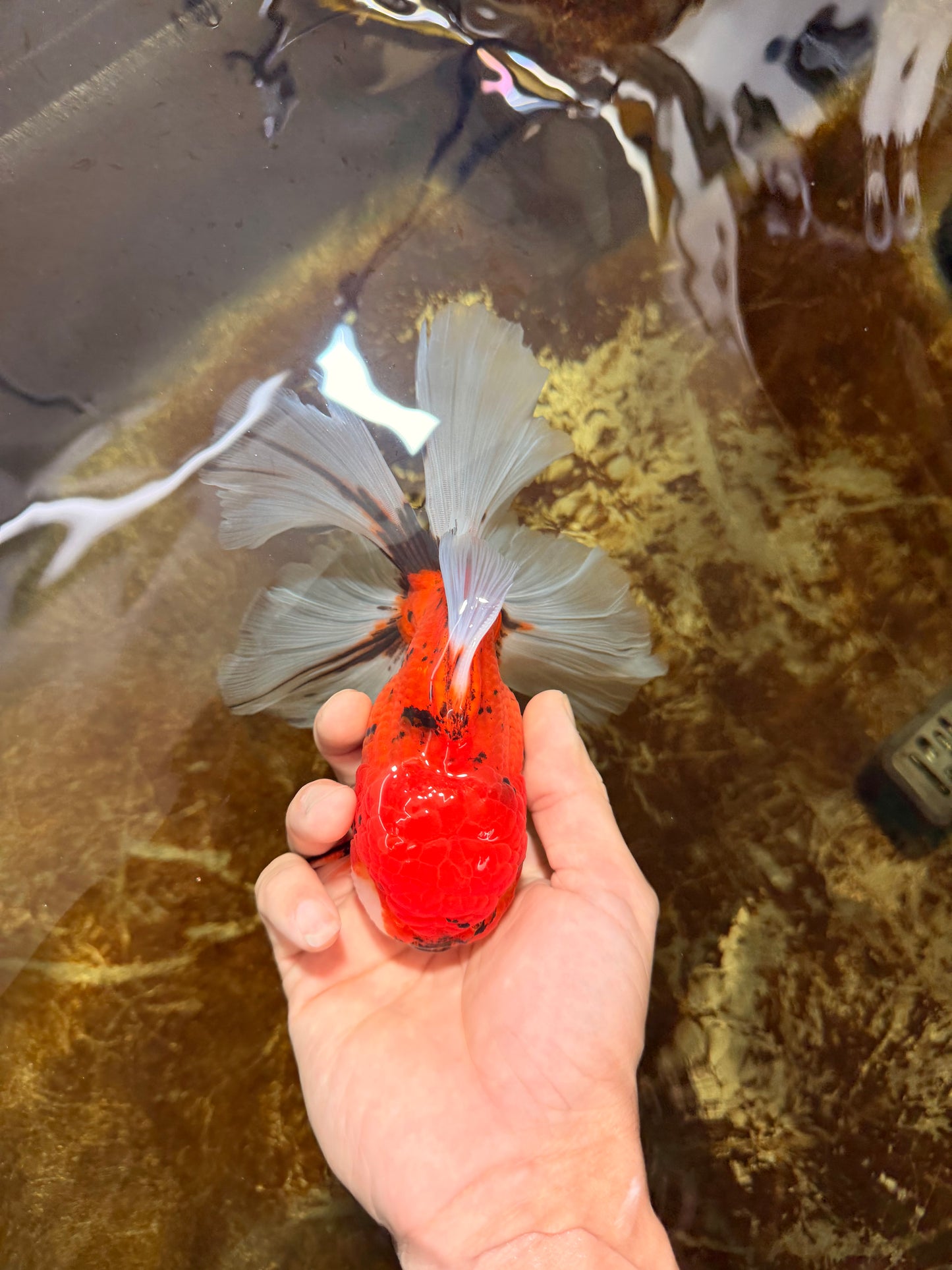 A Grade Sakura Oranda Male 6 inches #110725OR_04