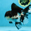 ELVIS PRESLEY A Grade Panda Oranda Male  5.5 inches #082225OR_18