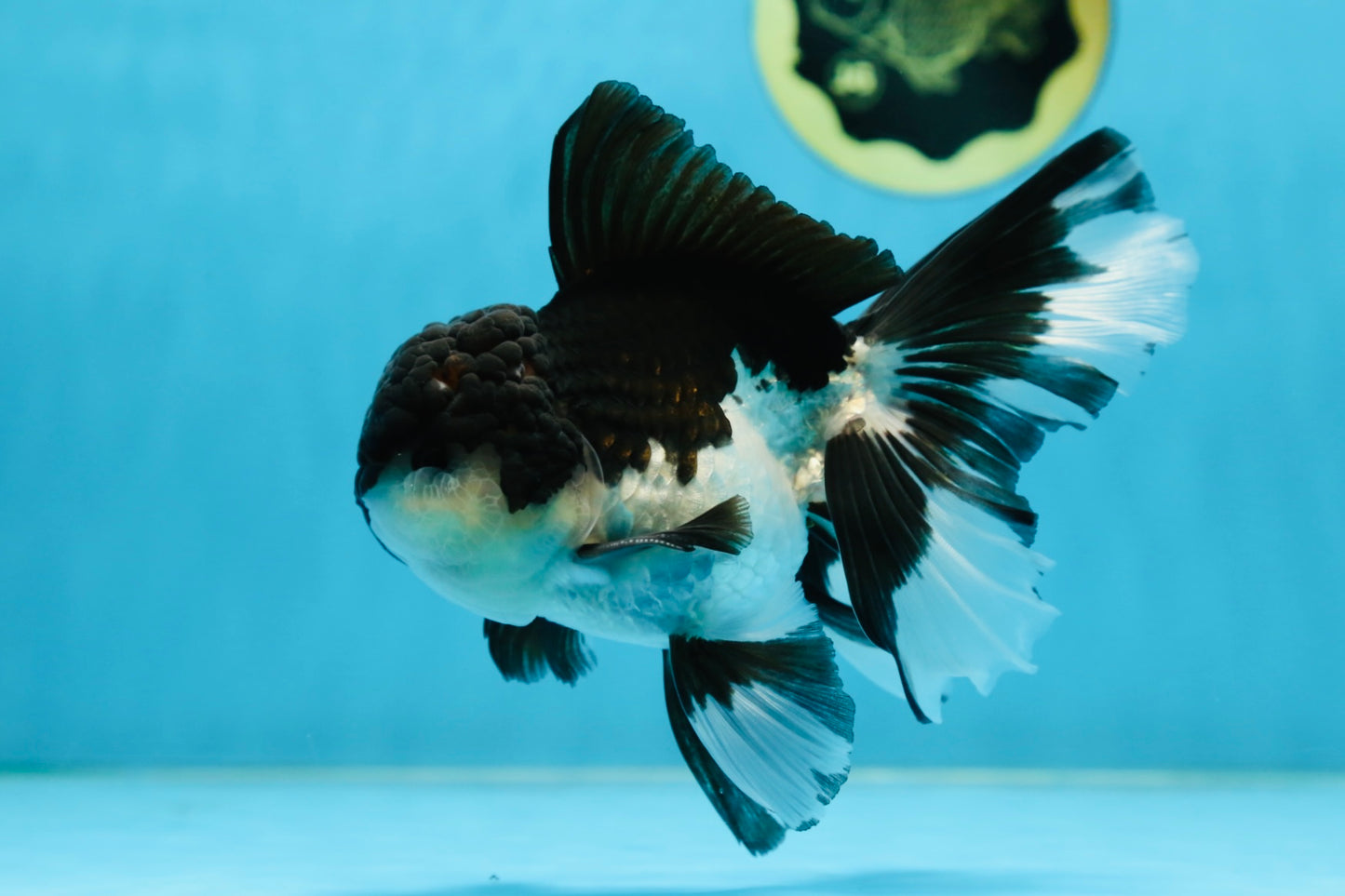 ELVIS PRESLEY A Grade Panda Oranda Male  5.5 inches #082225OR_18