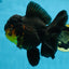 A Grade SPECIAL Apache Oranda Female 6-6.5 inches #091225OR_09
