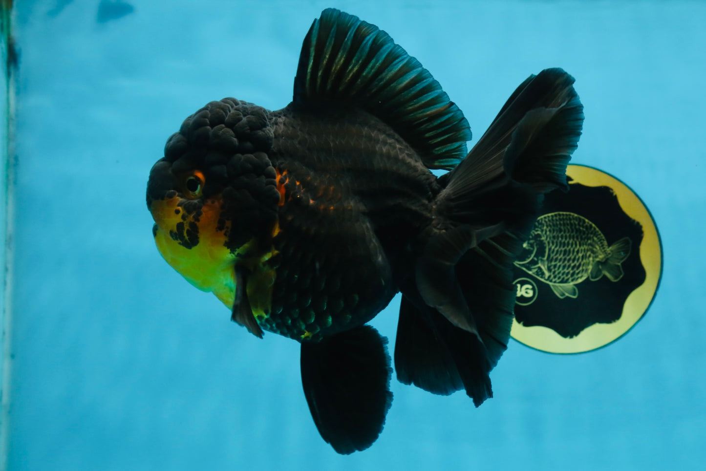 A Grade SPECIAL Apache Oranda Female 6-6.5 inches #091225OR_09