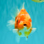 CHUBBY AAA Grade Kohaku Sakura Yuanbao Male 5 inches #092526YB_06