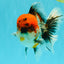 A Grade Godzilla Red Head Kirin Oranda Male 6-6.5 inches #031326OR_04