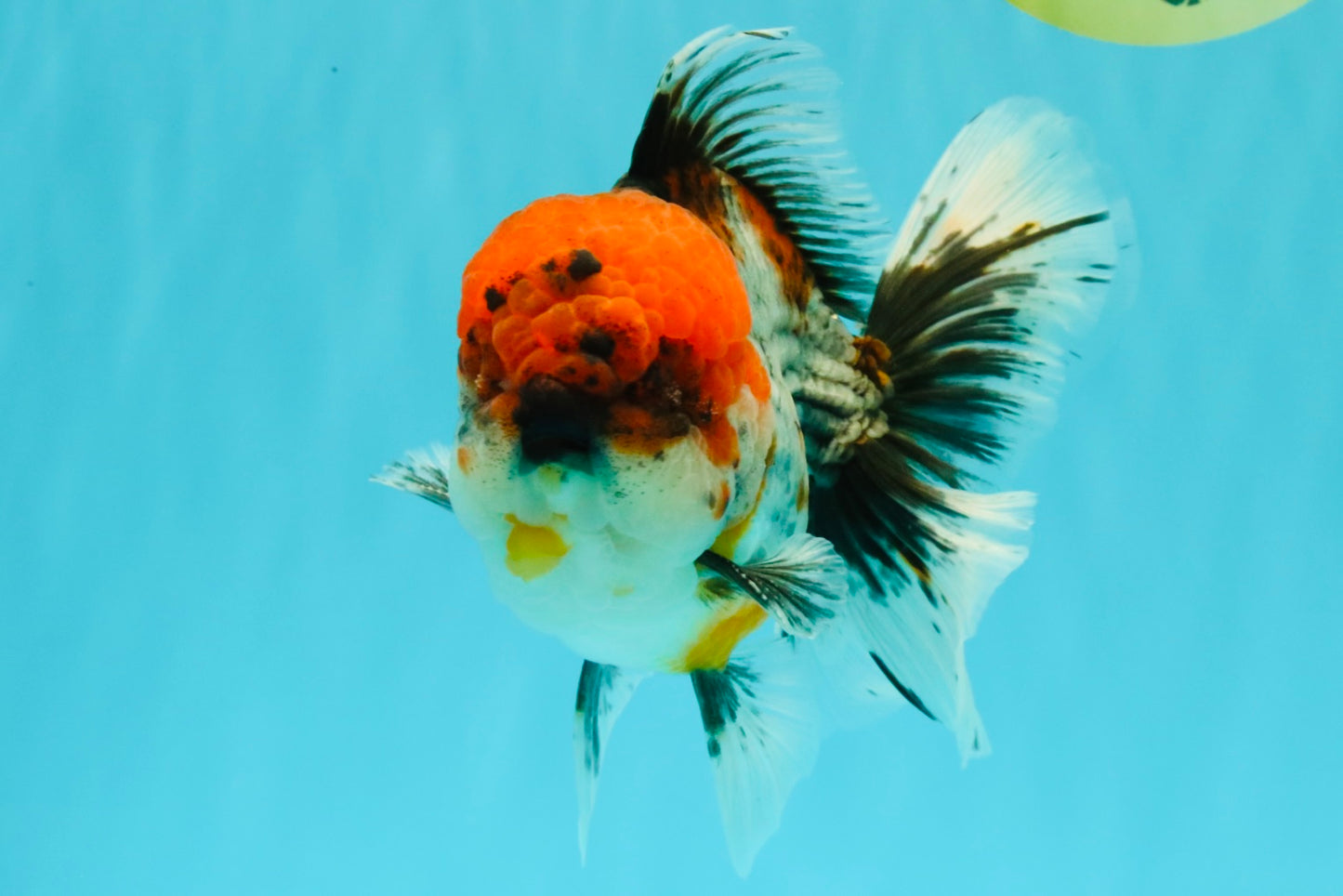 A Grade Godzilla Red Head Kirin Oranda Male 6-6.5 inches #031326OR_04