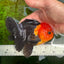 Grumpy 😡 A Grade Red Head Button Eyes Oranda Male 4.5-5 inches #1004OR_38