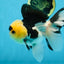 AAA Grade Panda Button Eyes Oranda Male 5-5.5 inches #080125OR_22