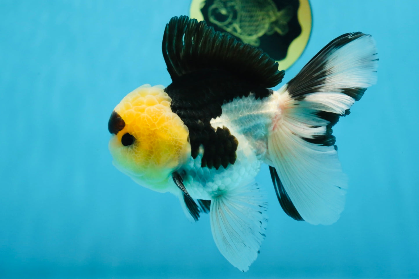 AAA Grade Panda Button Eyes Oranda Male 5-5.5 inches #080125OR_22