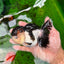 AAA Grade Tricolor Oranda Female 5 inches #0830OR_06