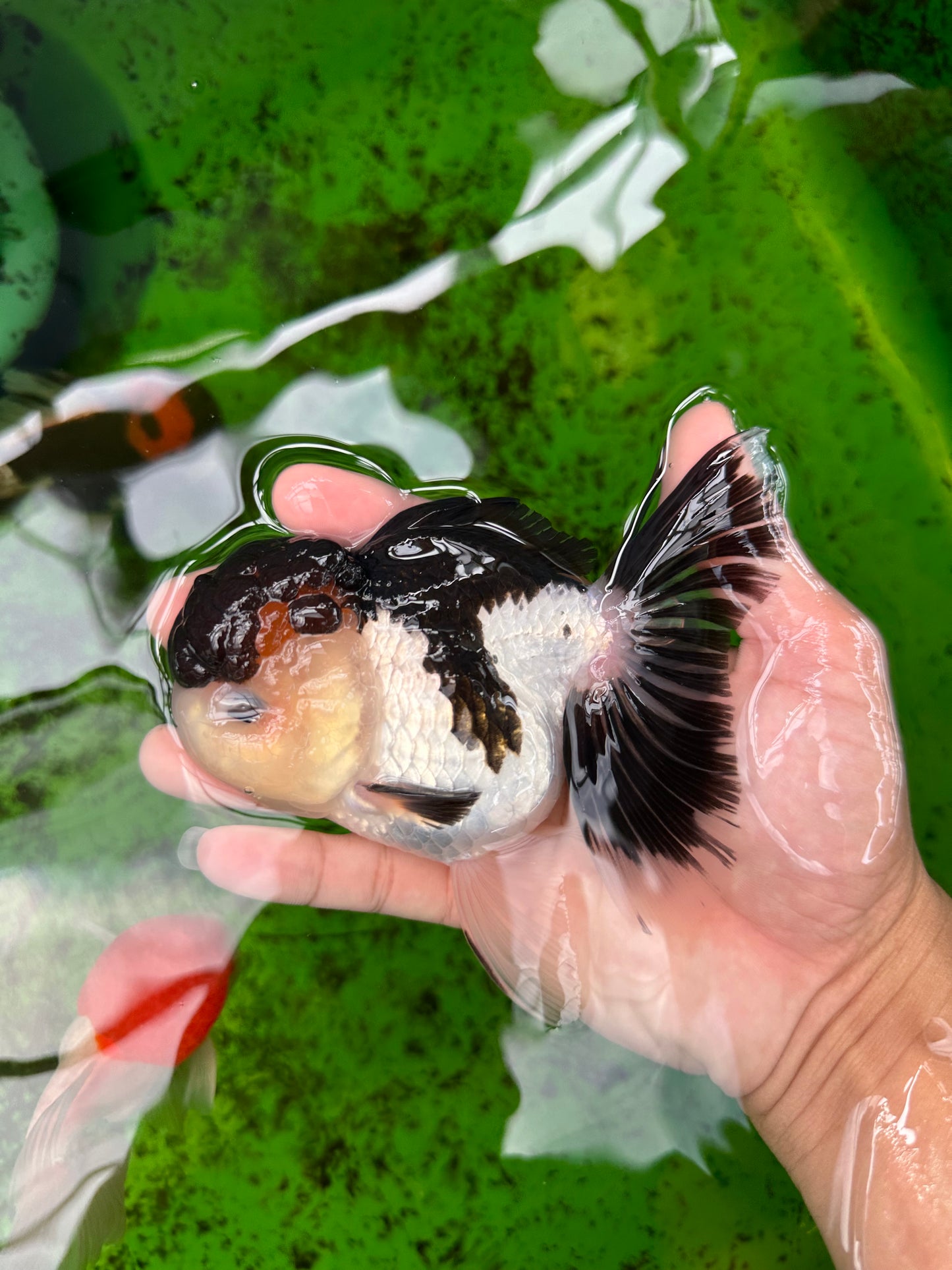 AAA Grade Tricolor Oranda Female 5 inches #0830OR_06