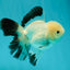 A Grade Panda Oranda Male 5 inches #110124OR_17