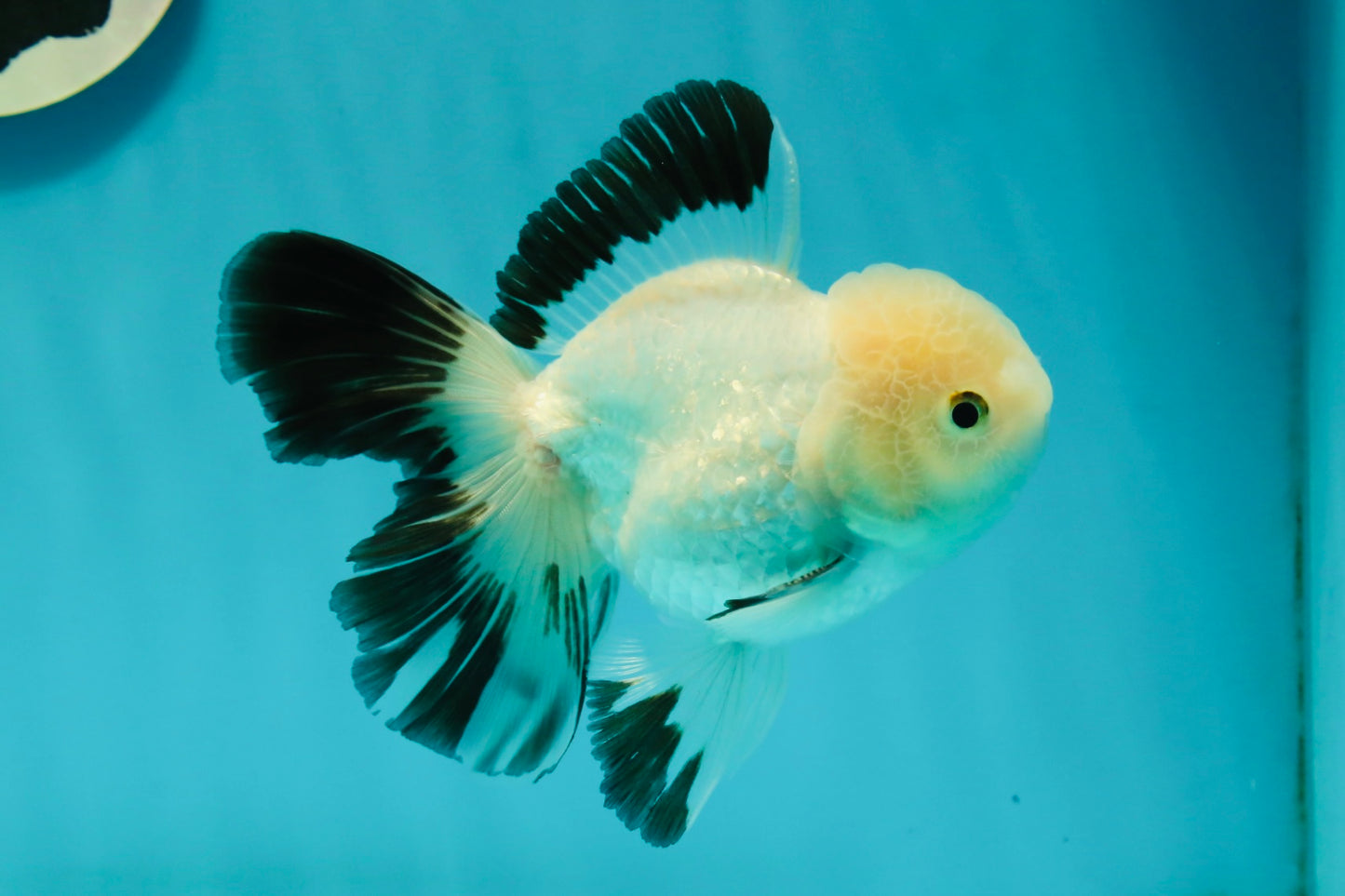 A Grade Panda Oranda Male 5 inches #110124OR_17