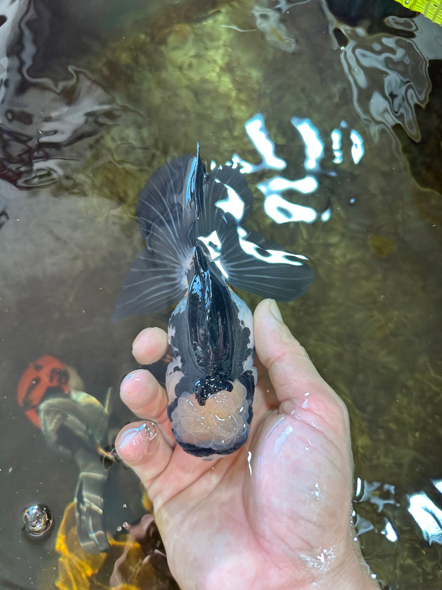 A Grade Panda Button Eyes Oranda Female 5 inches #081525OR_17