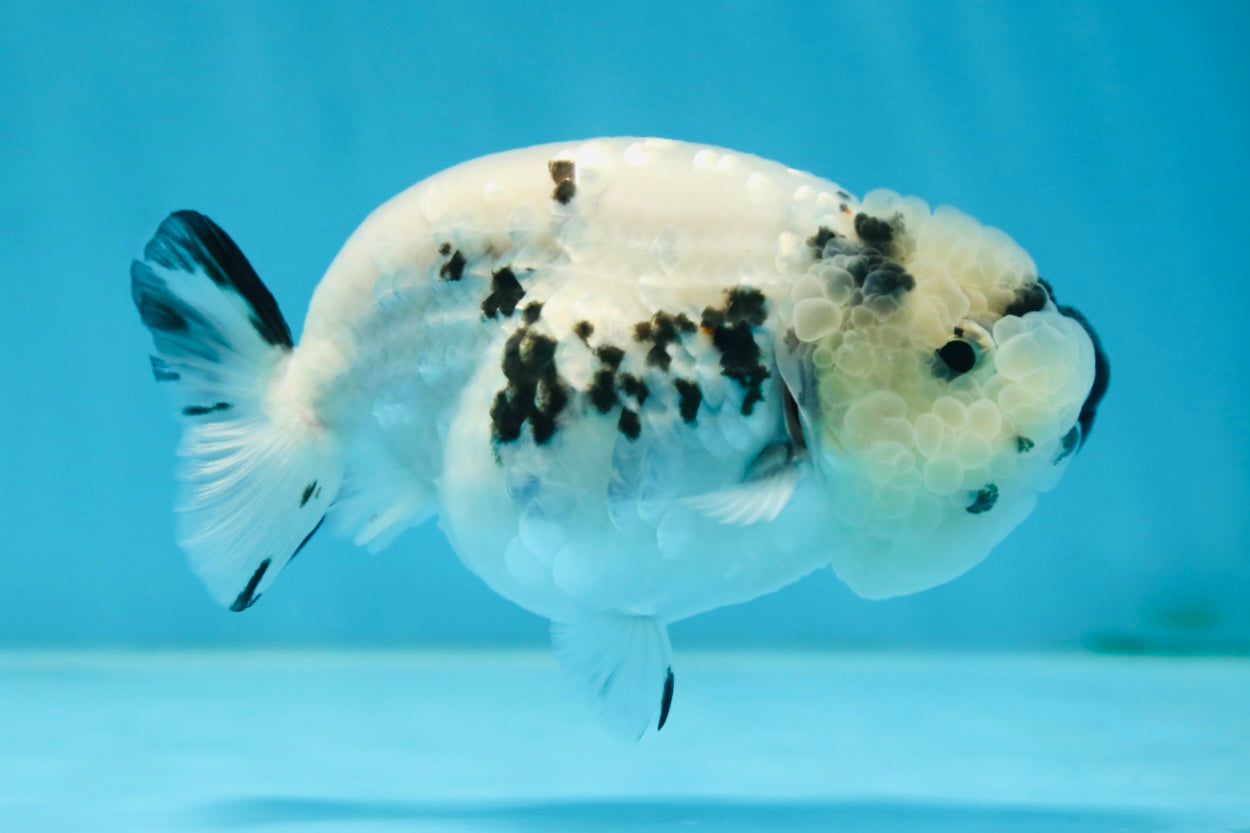 SPECIAL YIN-YANG AAA Grade Cow LionQueen 4 inches #081525LC_03