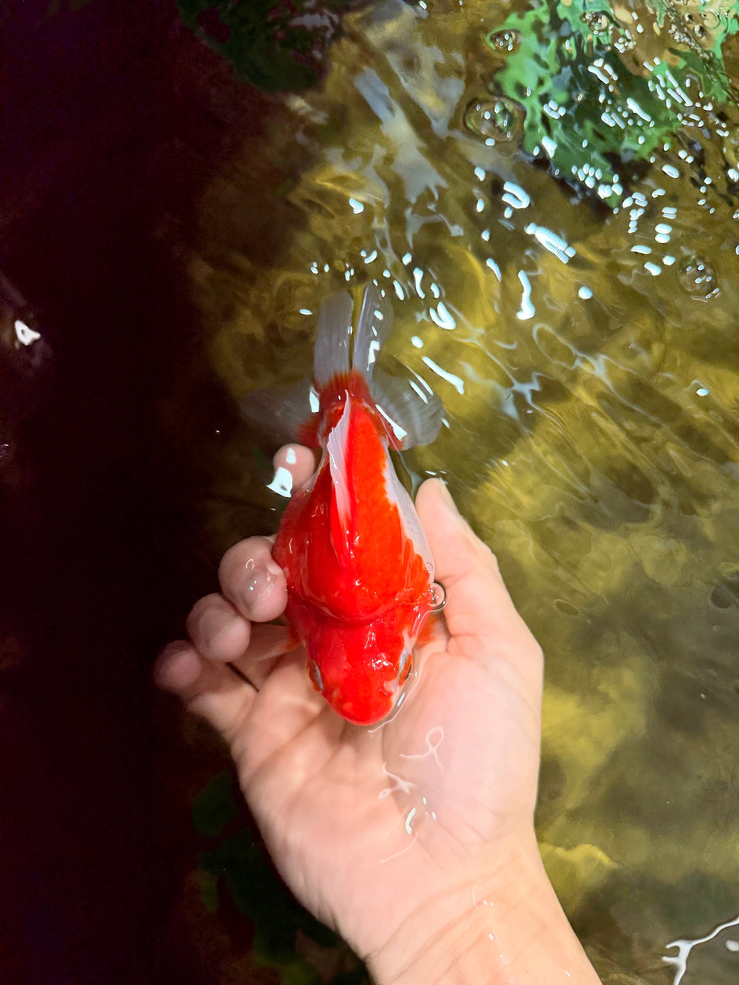 A Grade Red White Ryukin Female 4.5 inches #111425RK_10