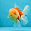 A Grade Sakura Oranda Male 4.5-5 inches #052325OR_06